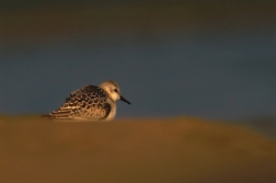 Jespák písečný ( Calidris alba )