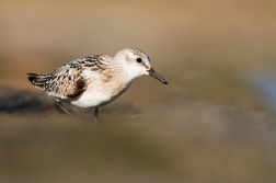 Jespák písečný ( Calidris alba )