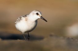 Jespák písečný ( Calidris alba )