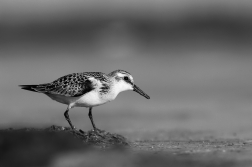 Jespák písečný  ( Calidris  alba )