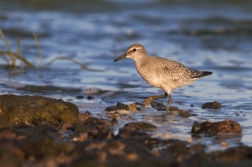 Jespák rezavý  ( Calidris canutus )