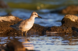 Jespák rezavý  ( Calidris canutus )