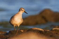 Jespák rezavý  ( Calidris canutus )