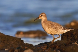 Jespák rezavý  ( Calidris canutus )