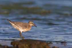 Jespák rezavý  ( Calidris canutus )