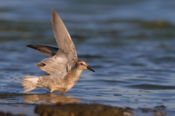 Jespák rezavý  ( Calidris canutus )