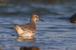 Jespák rezavý  ( Calidris canutus )