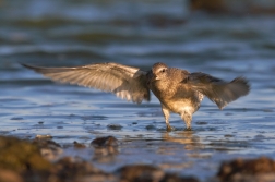 Jespák rezavý  ( Calidris canutus )