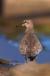 Jespák rezavý  ( Calidris canutus )