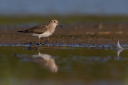 Jespák šedý  ( Calidris temminckii )