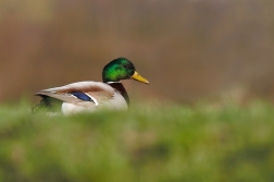 Kachna divoká  ( Anas platxrhynchos )