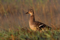 Kachna divoká  ( Anas platxrhynchos )