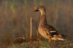 Kachna divoká  ( Anas platxrhynchos )