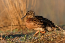 Kachna divoká  ( Anas platxrhynchos )