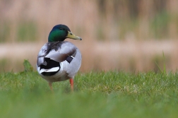 Kachna divoká  ( Anas platyrhynchos )