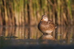 Kachna divoká  ( Anas platyrhynchos )