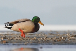 Kachna divoká  ( Anas platyrhynchos )