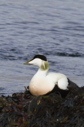 Kajka mořská ( Somateria mollissima )