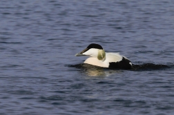 Kajka mořská ( Somateria mollissima )