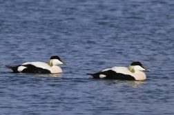 Kajka mořská ( Somateria mollissima )