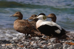 Kajka mořská ( Somateria mollissima )