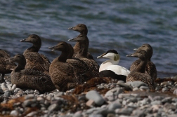 Kajka mořská ( Somateria mollissima )