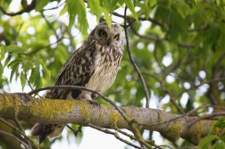 Kalous pustovka  ( Asio flammeus )