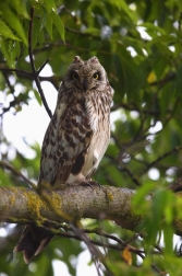 Kalous pustovka  ( Asio flammeus )