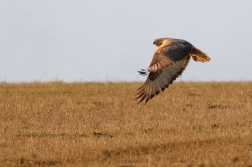 Káně bělochvostá  ( Buteo rufinus )