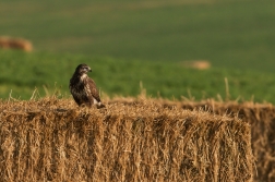 Káně lesní  ( Buteo buteo )