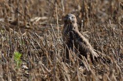 Káně lesní  ( Buteo buteo )