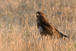 Káně lesní  ( Buteo buteo )