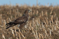 Káně lesní  ( Buteo buteo )