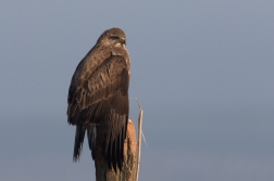 Káně lesní  ( Buteo buteo )