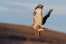 Káně lesní  ( Buteo buteo )