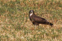 Káně lesní  ( Buteo buteo )