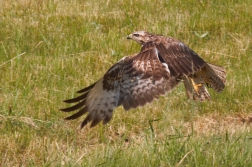 Káně lesní  ( Buteo buteo )