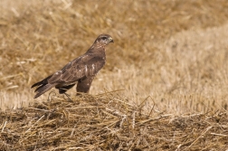 Káně lesní  ( Buteo buteo )