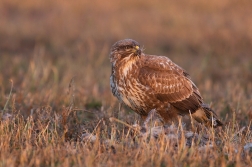 Káně lesní  ( Buteo buteo )