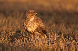 Káně lesní  ( Buteo buteo )