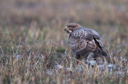 Káně lesní  ( Buteo buteo )