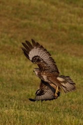 Káně lesní  ( Buteo buteo )