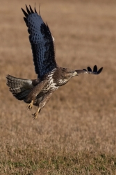 Káně lesní  ( Buteo buteo )