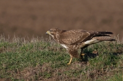 Káně lesní  ( Buteo buteo )