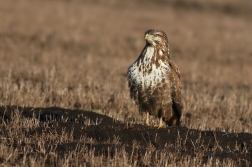 Káně lesní  ( Buteo buteo )