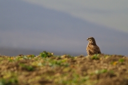 Káně lesní  ( Buteo buteo )