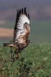 Káně lesní  ( Buteo buteo )