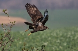 Káně lesní  ( Buteo buteo )