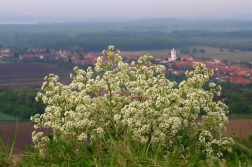 Katrán tatarský