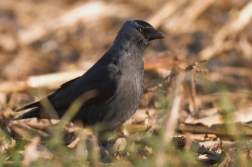 Kavka obecná ( Corvus monedula )